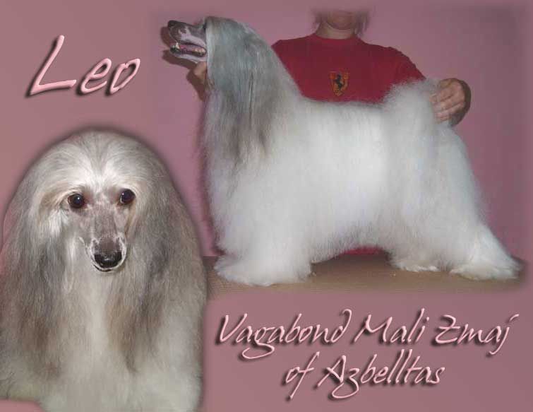 Vagabond Mali Zmaj Leo to Azbelltas