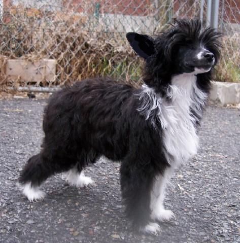 Crestyle Just My Style PP