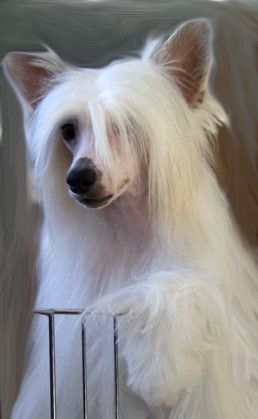 Shikadin-Windspiel Daydream Believer