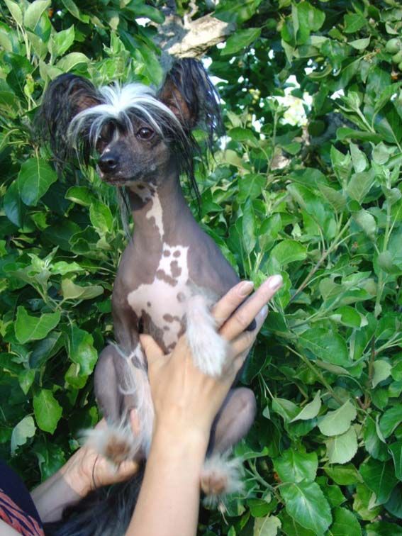 Ajscha z Valasskeho Raje