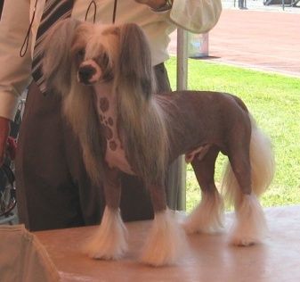 Shida The Frog Prince