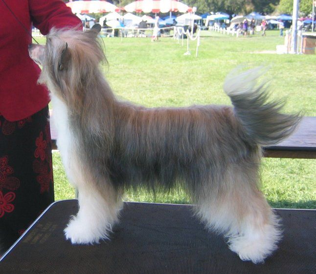 Shida Diamonds are Forever