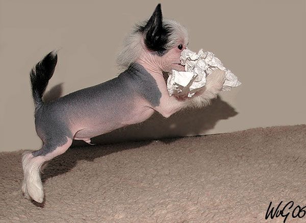 Full Monty Hop on the Bus Gus