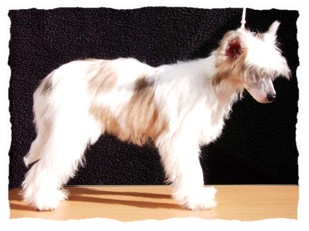 Bridgetnaces Sexy Sadie