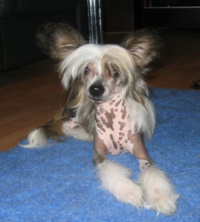 Kredo Festa I'm Going Finland