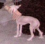 Kala Oplawieckie Czary