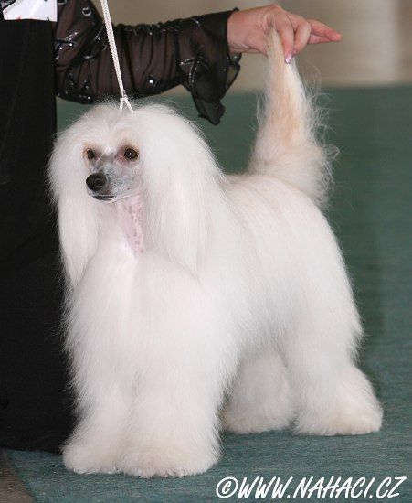 Golden Certova stena