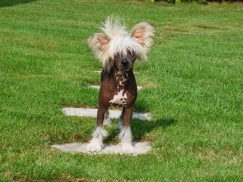 Devil Perry Eve-Bler