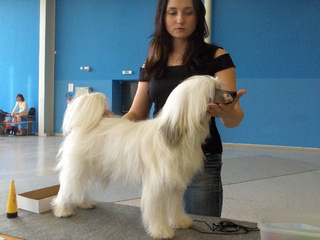 Dasty Jerry Eve-Bler