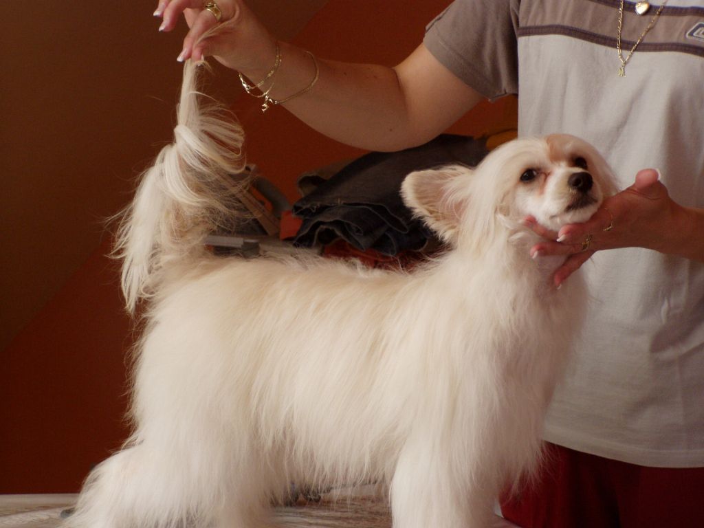 Gladys Certova Stena