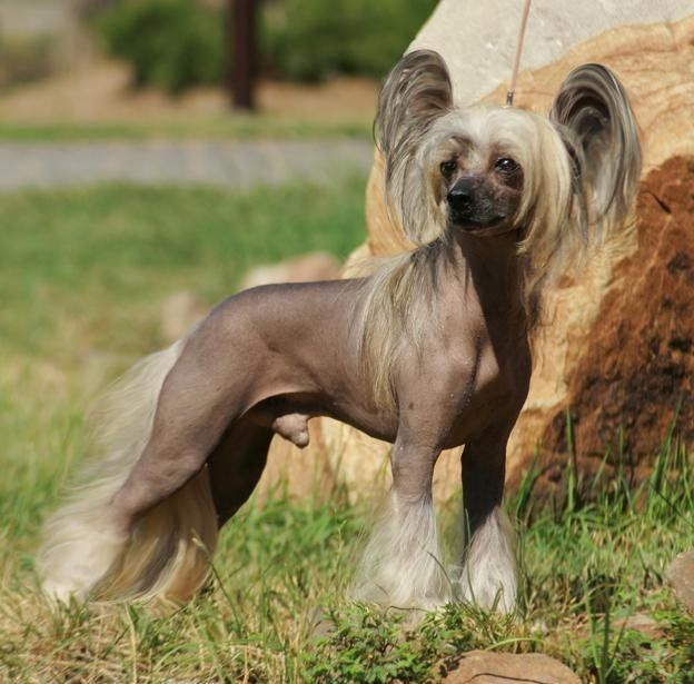 Antoshka Milui Kroshka