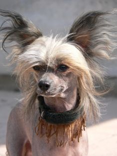 Zhyus TiLim Bis Renoa