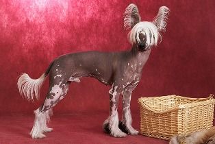 Tarzan Iz Korolevstva D'Alba