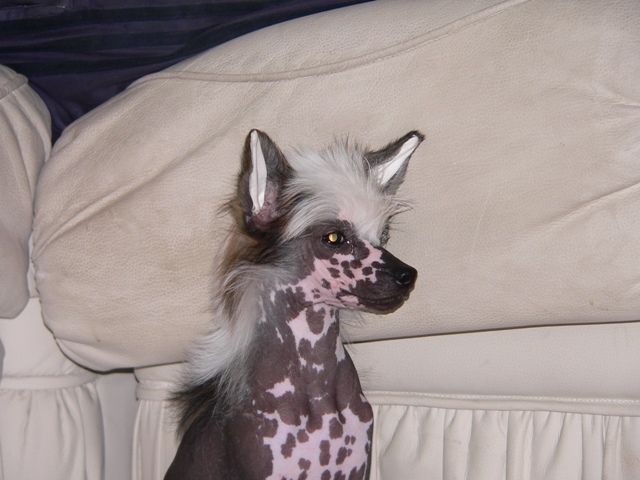 Vivat Sanraiz Krown Royal Ksolo