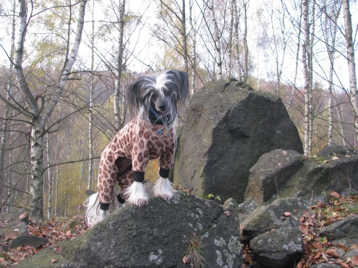 Favia Fortunata Slezský sen