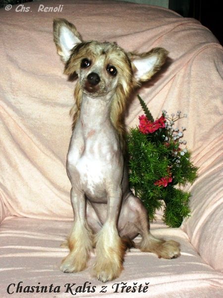 Chasinta Kalis z Treste