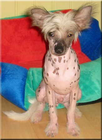 Marachinos Icecold World