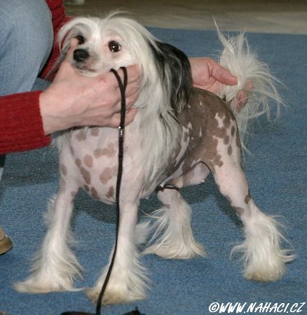 Aurin z Valasskeho raje