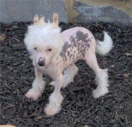 Kamaji New Dance Revelation