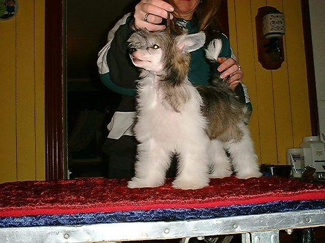 Blå Mandag's Tante Fia Karamell