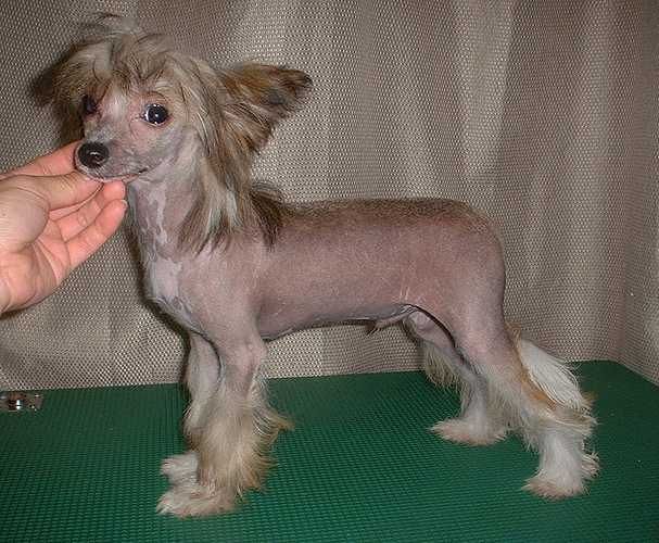 Amsterdam von Dreksler