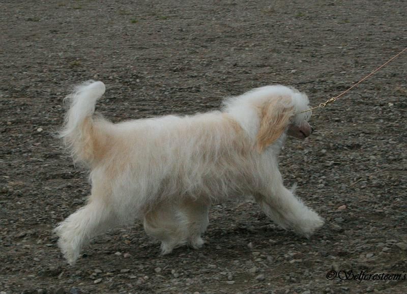 Oromuson Ma Razza Cagna