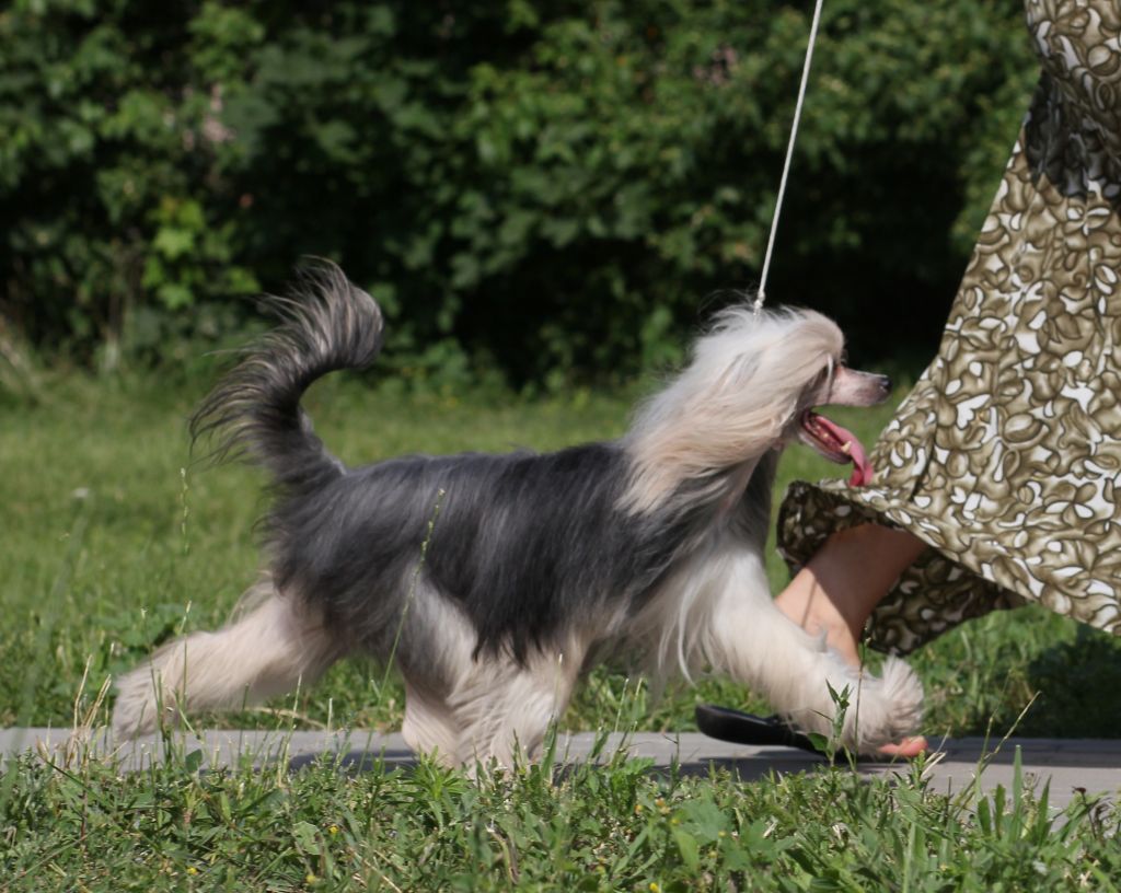 Jagodka z Gangu Lysych