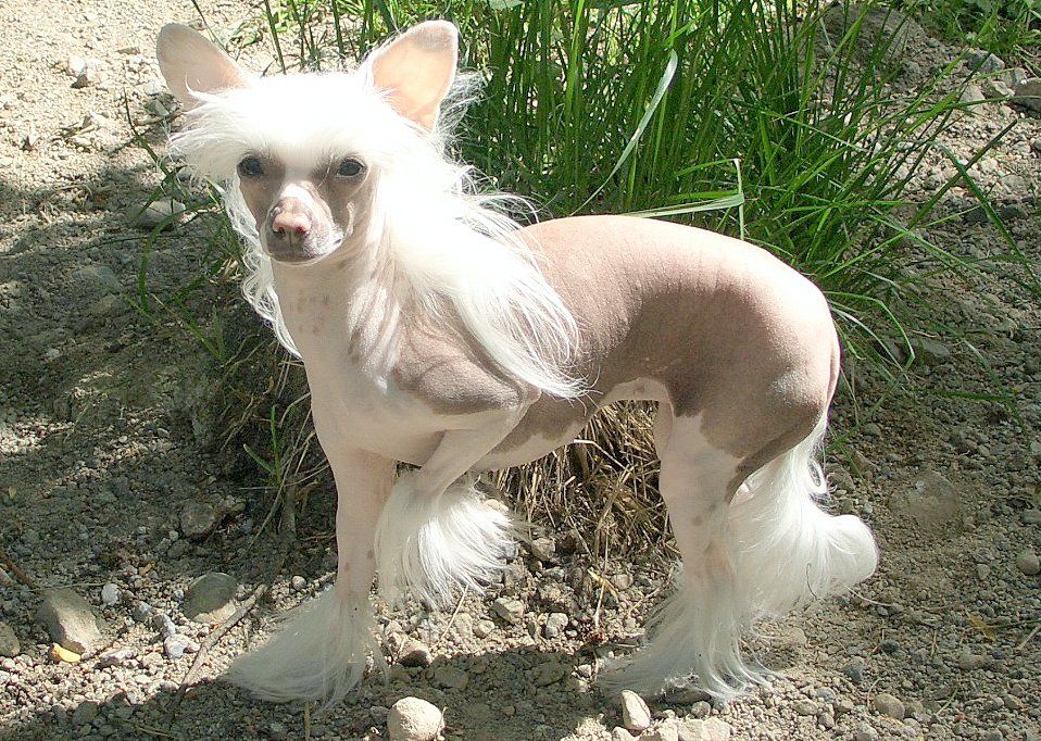 Shao-Lei's Cute Little Star