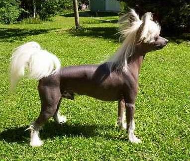 Silverekens Mission Impossible