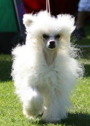 Suanho's Kangi Wiyaka