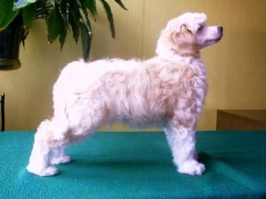 Jasniepan z Gangu Lysych