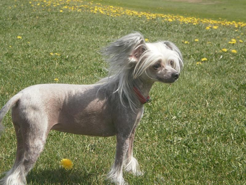 Madhatter's Desdemona