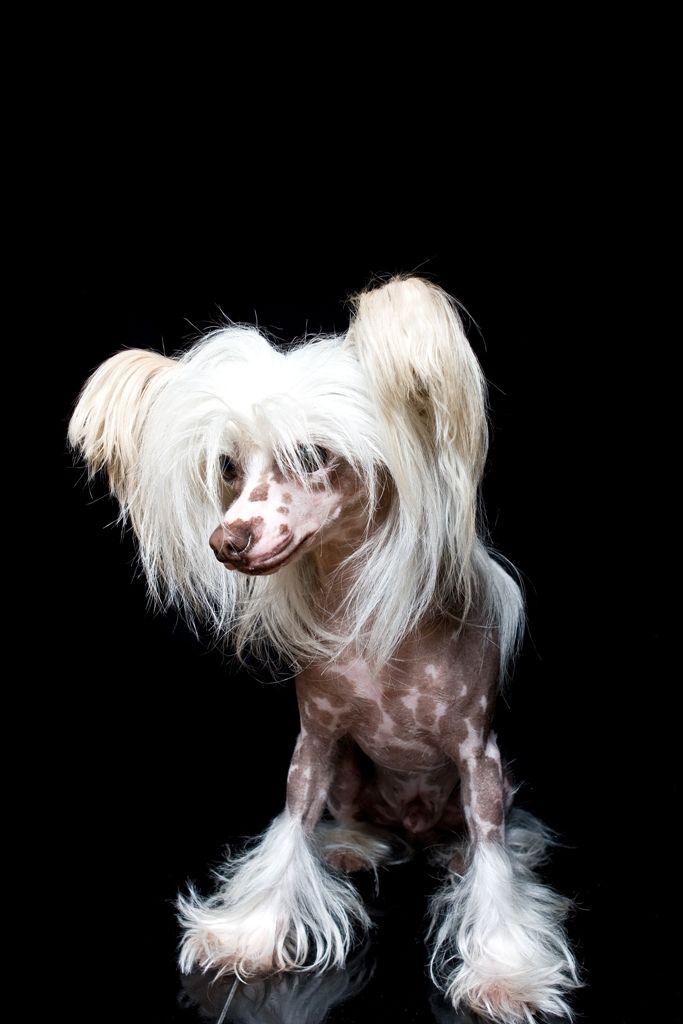 Teacity Pure Von Shinbashi