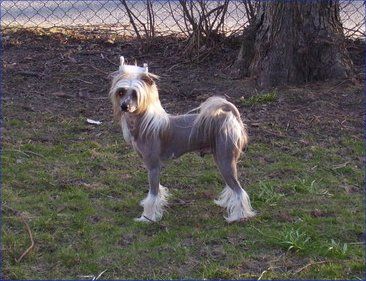 Labbehemmets Rocko-Iszo