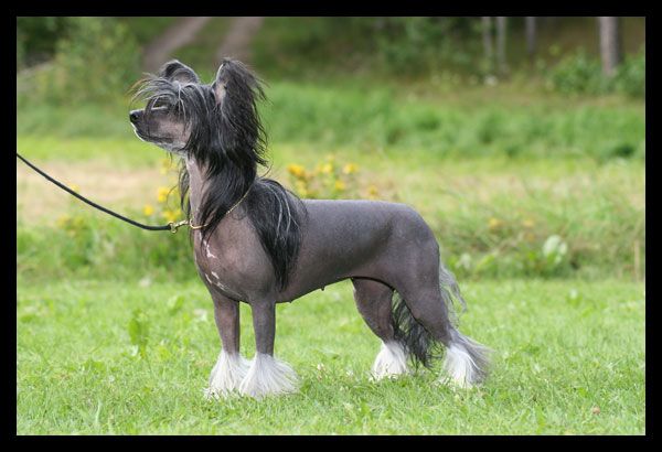 Gou's Arientalbeauty