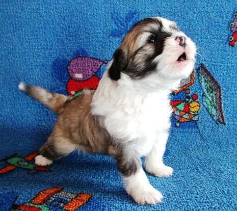 Baksan Pokerowy Zywot (fci)