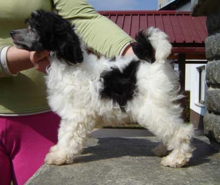 Stars at Sea Black Jack