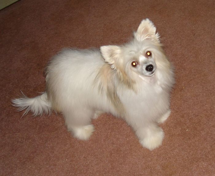 ParaDice Magic for Renspryde