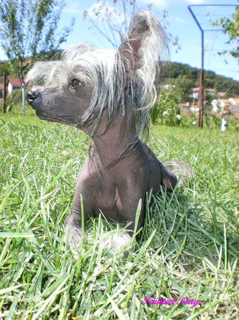 Toubkai du Pays Gabaye