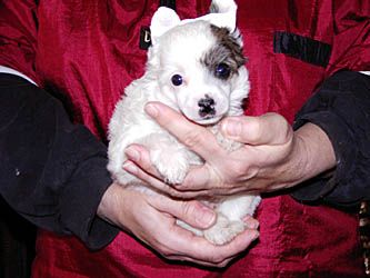 Oriental Jokes Beverly