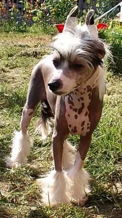 Brok Carbon Pokerowy Zywot