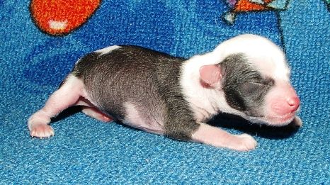 Brazos Pokerowy Zywot