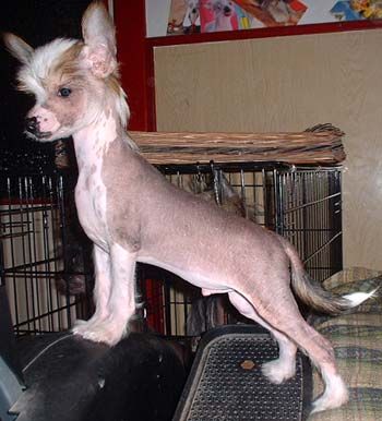 Falco z Jasne hvezdy