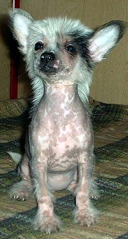 Fee-Bee z Jasne hvezdy