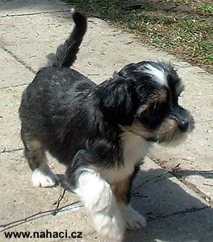 Goofy z Jasne hvezdy