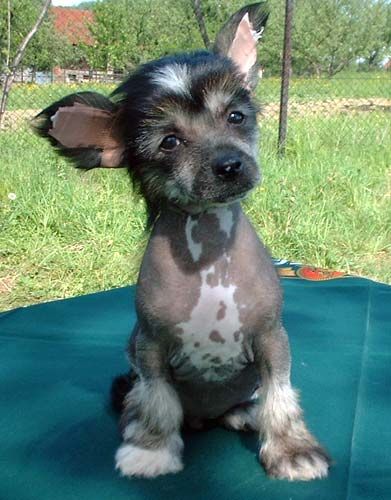 Kasper z Jasne hvezdy