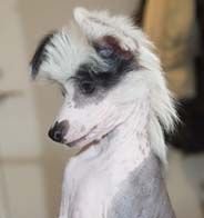 Prefix William The Conqueror