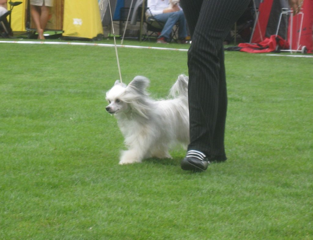 Prefix Wish Upon A Star