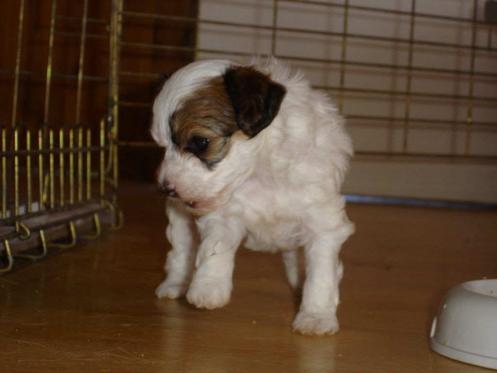 Alfastigen Fron Vanilla Twist