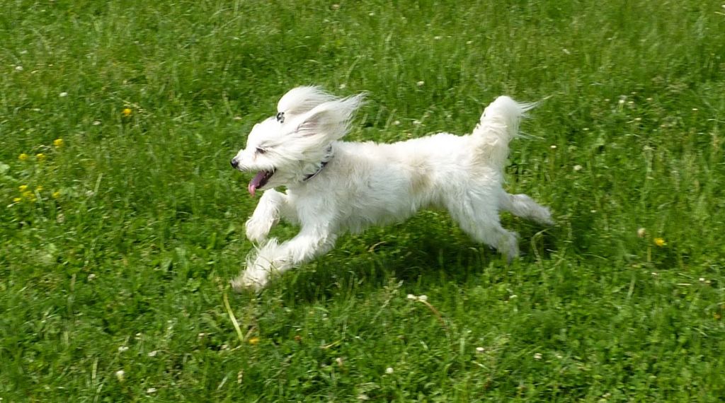 De La Mahafu's Lord Escapada